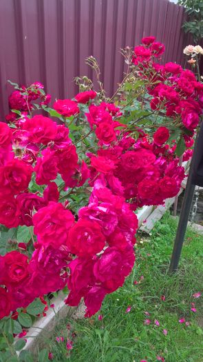 WP_20160629_12_14_37_Pro - Trandafiri 2016