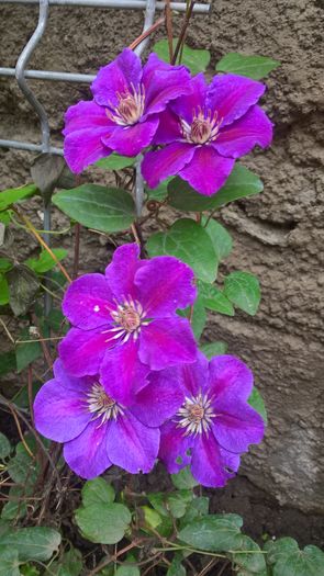 WP_20160629_12_16_29_Pro - Clematite 2016