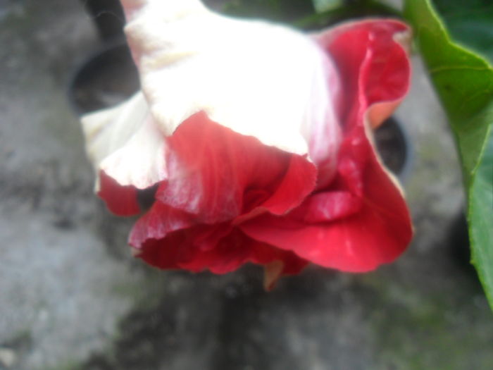 016 - hibiscusi 2016 -2