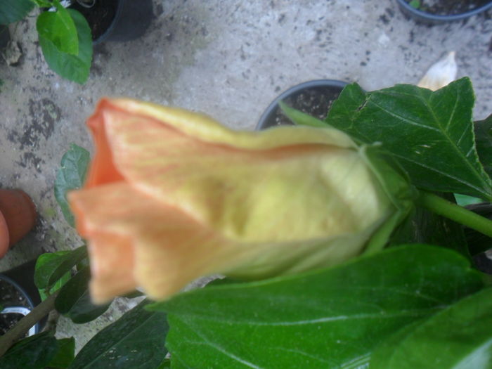 020 - hibiscusi 2016 -2