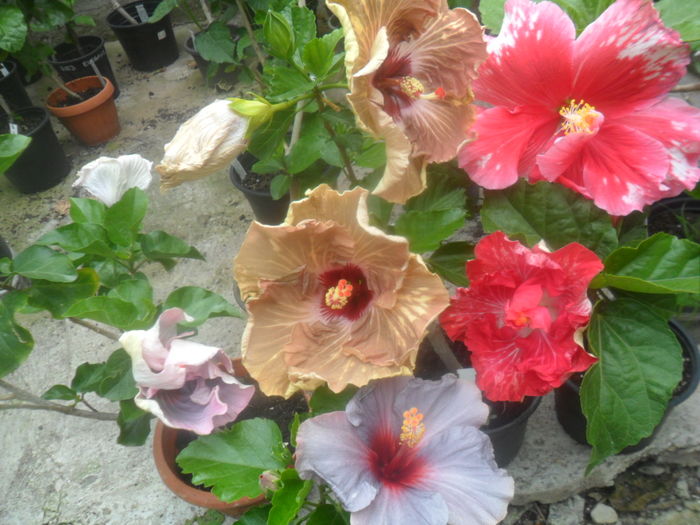 038 - hibiscusi 2016 -2