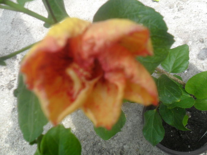 060 - hibiscusi 2016 -2