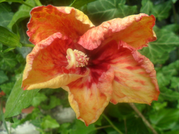 064 - hibiscusi 2016 -2
