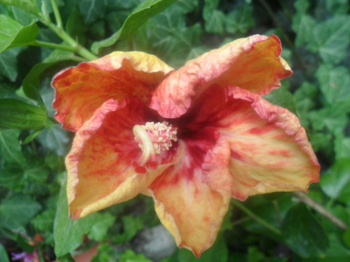 066 - hibiscusi 2016 -2