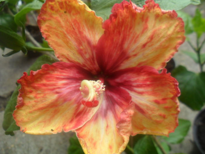 069 - hibiscusi 2016 -2