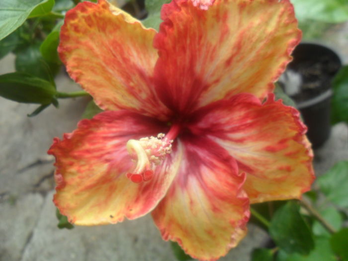 075 - hibiscusi 2016 -2