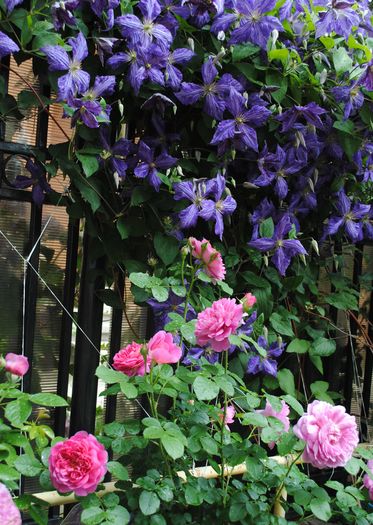 clematis Tie Dye+ Princess Anne