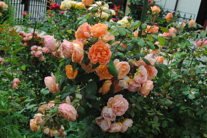 Lady Emma Hamilton