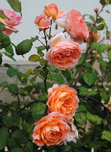 Lady Emma Hamilton