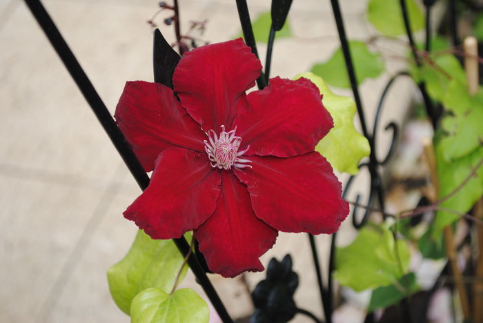 DSC_0870 - 2016 clematite