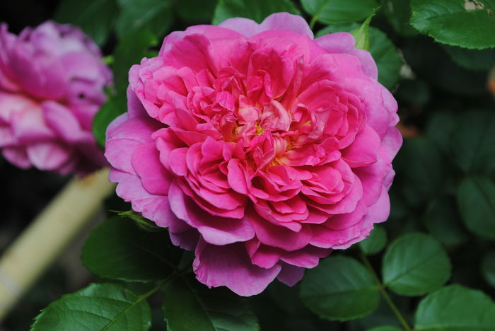 Princess Anne