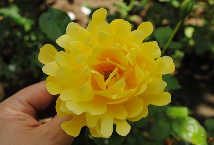 splendid ruffle, prima floare :)) - 2016 trandafiri IV