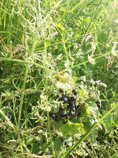 coacaze negre - Flori de camp