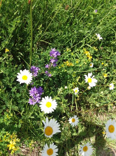 margarete si campanula