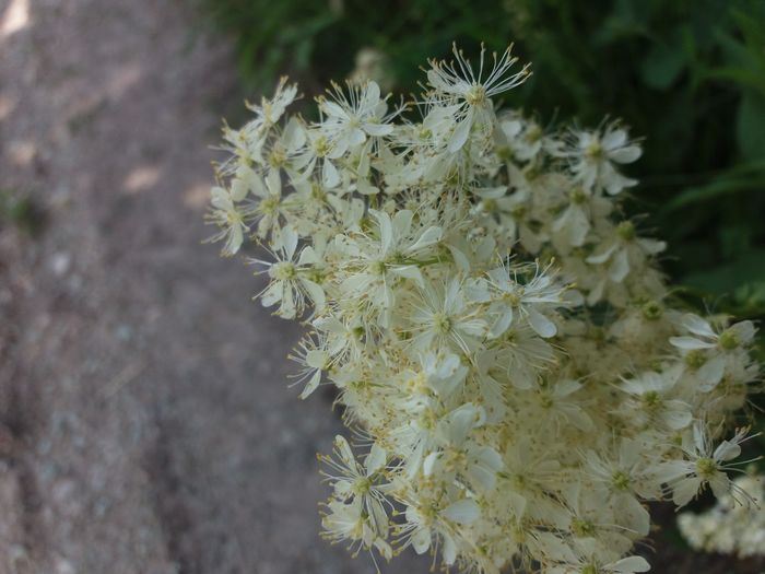 floricica de zapada (ii zic eu) - Flori de camp