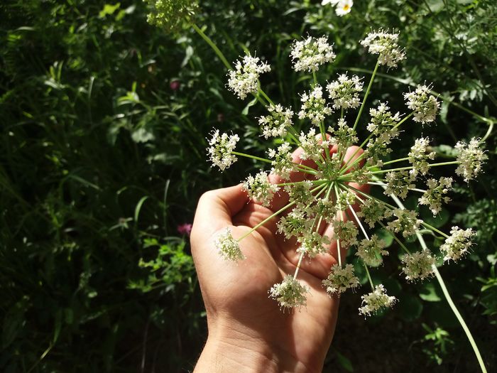 20160622_150059 - Flori de camp