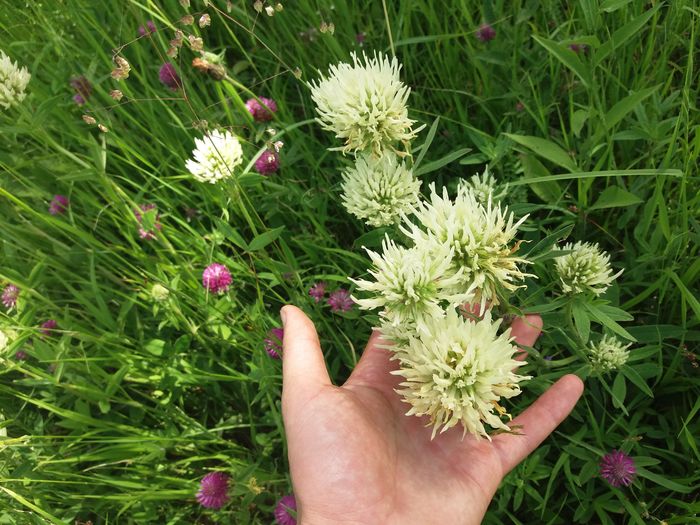 flori superbe de trifoi alb