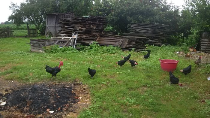 GGT-2016 - GAT GOLAS DE TRANSILVANIA