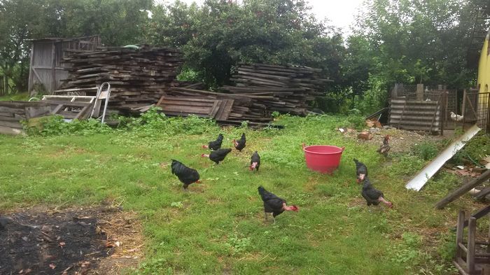 GGT-2016 - GAT GOLAS DE TRANSILVANIA