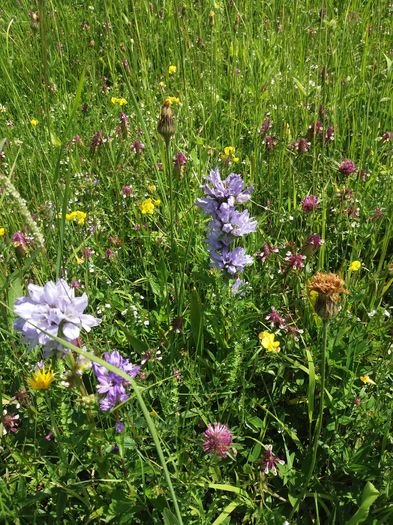 campanula cu flori mici grupate