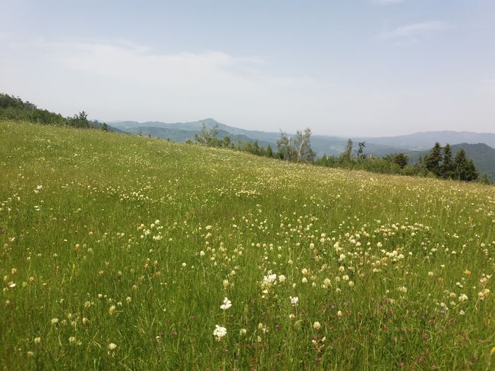 poana cu trifoi alb - Flori de camp