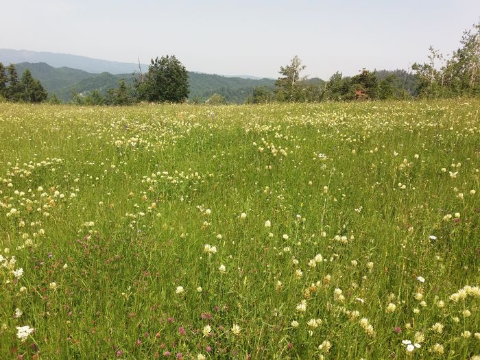 20160622_145307 - Flori de camp