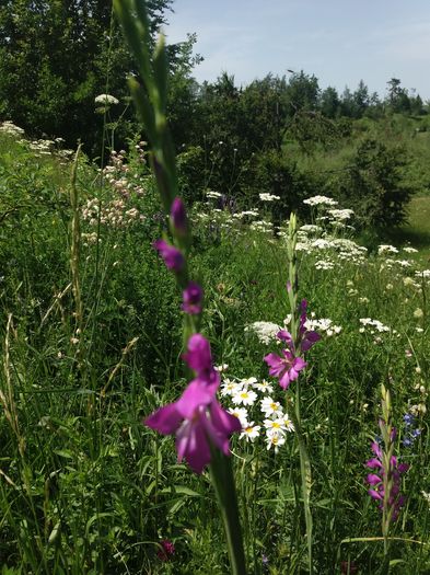 gladiola salbatica