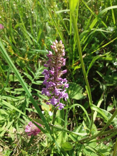 orhidee salbatica super parfumata