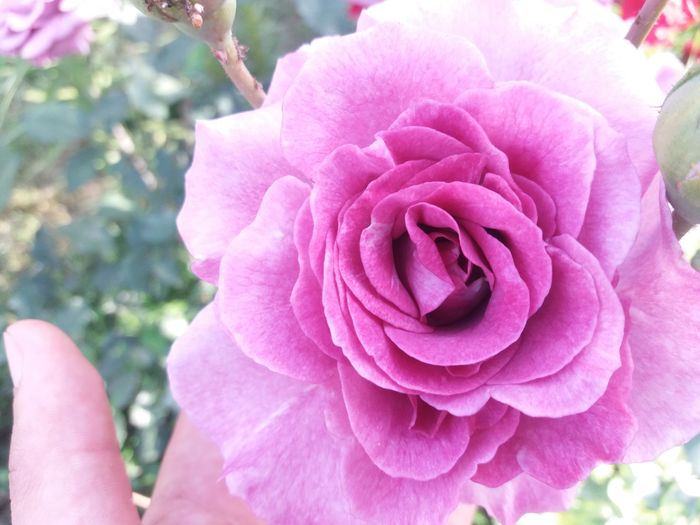 o bucurie acest trandafir! %u2764 - Violette Parfumee