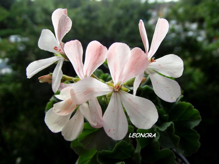 Butterfly bicolor - Hibrizi pelargonium obtinuti de mine