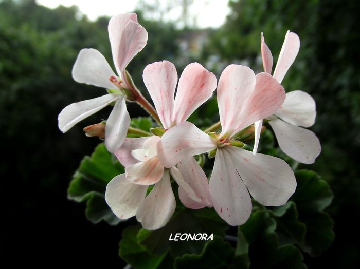 Butterfly bicolor 1. - Hibrizi pelargonium obtinuti de mine