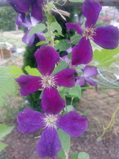 Etoile violette-1iulie - clematis  2016