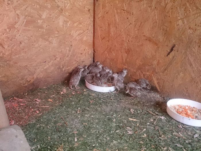 IMG-20160629-WA0006 - POTARNICHI CHUKAR