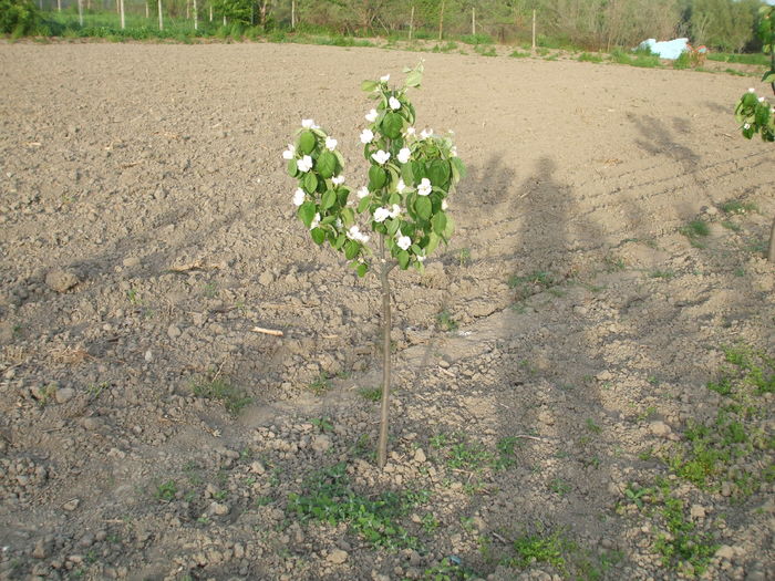 DSCF7068