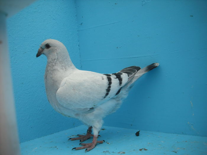 2514-16 - Tineret 2016