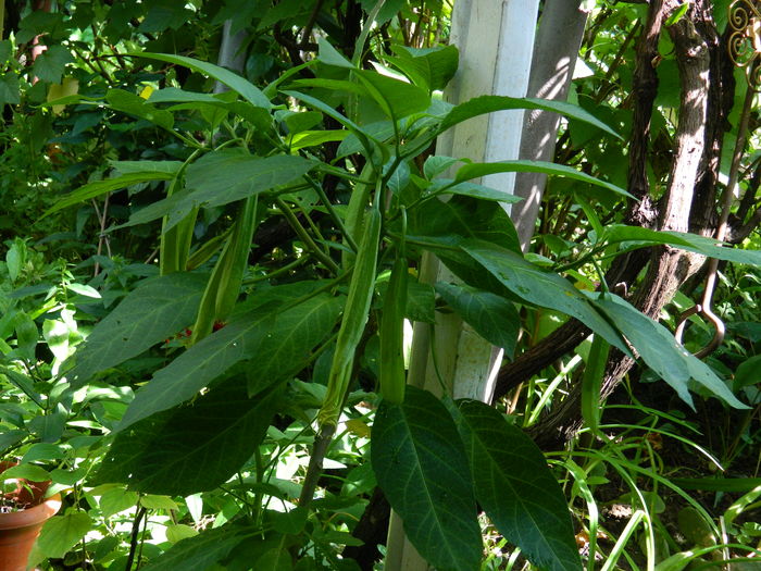 DSCN1225 - 2016 BRUGMANSII_CLEMATITE_HORTENSII 3