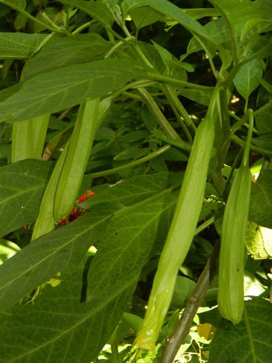 DSCN1227 - 2016 BRUGMANSII_CLEMATITE_HORTENSII 3