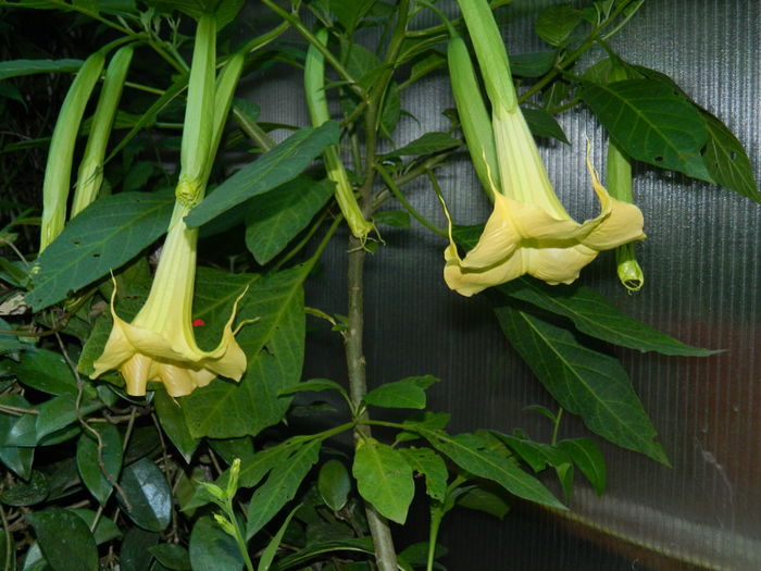 DSCN1420 - 2016 BRUGMANSII_CLEMATITE_HORTENSII 3