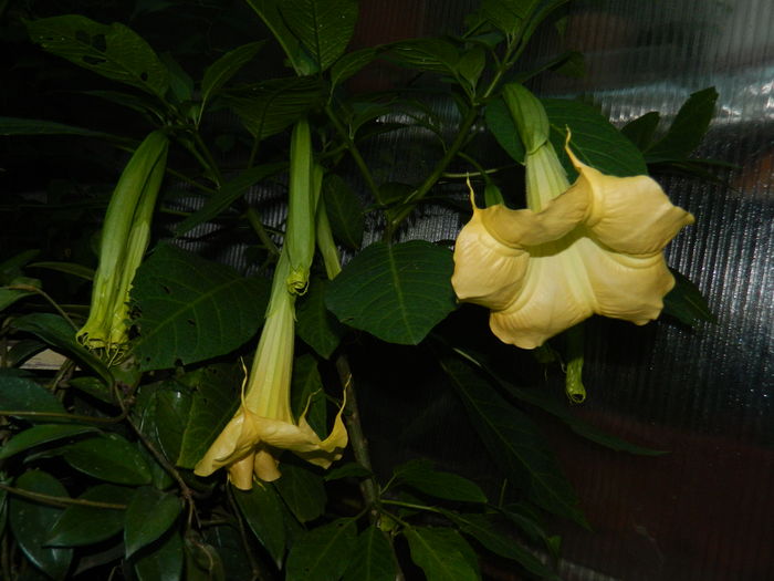 DSCN1424 - 2016 BRUGMANSII_CLEMATITE_HORTENSII 3
