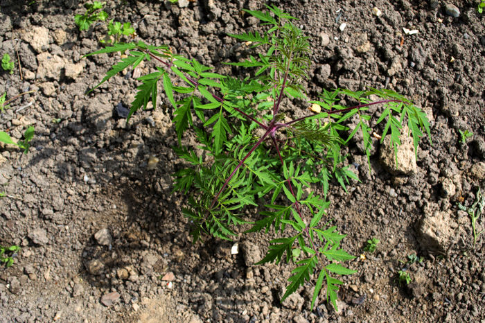 Rhus typhina - otetar - Am de dat la schimb