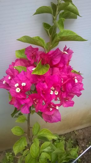 WP_20160628_19_13_54_Pro - Baugainvillea