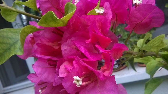 WP_20160628_18_14_52_Pro - Baugainvillea