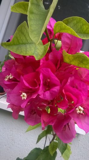 WP_20160628_18_13_57_Pro - Baugainvillea