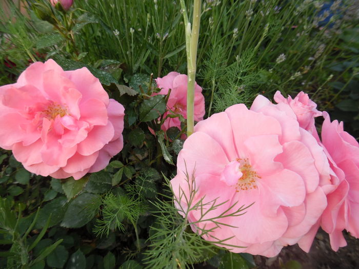 080 - 2016 Flori si Trandafiri