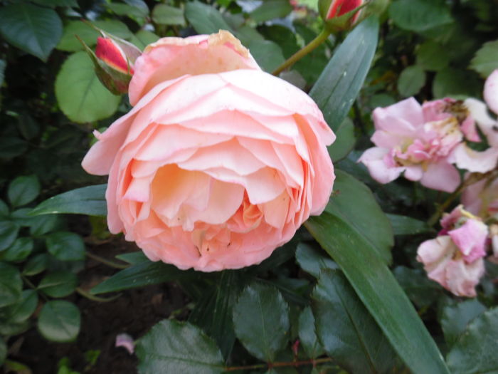 Lady Emma Hamilton - 2016 Flori si Trandafiri