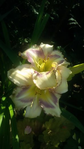 Destined To See - hemerocallis 2016