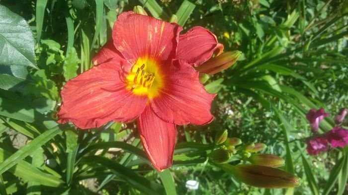 020 - hemerocallis 2016