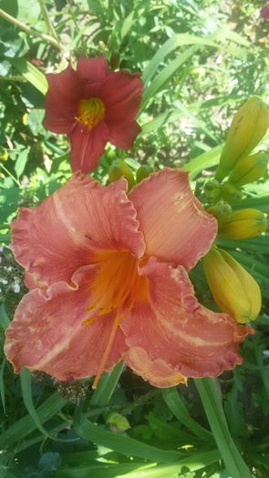 Pretty Fancy - hemerocallis 2016