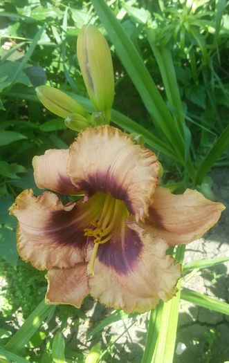 Daring Deception - hemerocallis 2016