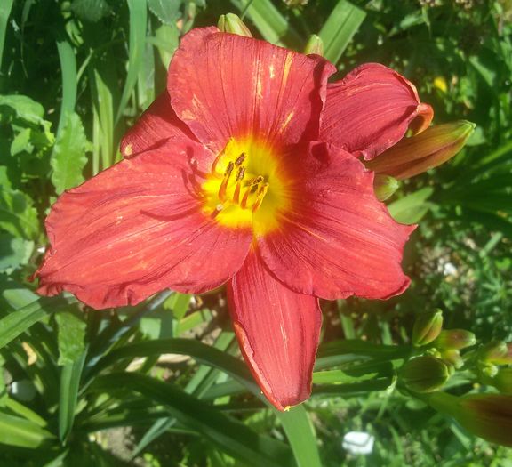 028 - hemerocallis 2016